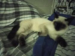 Found/Stray Female Cat last seen Winona st, Duluth, MN 55803
