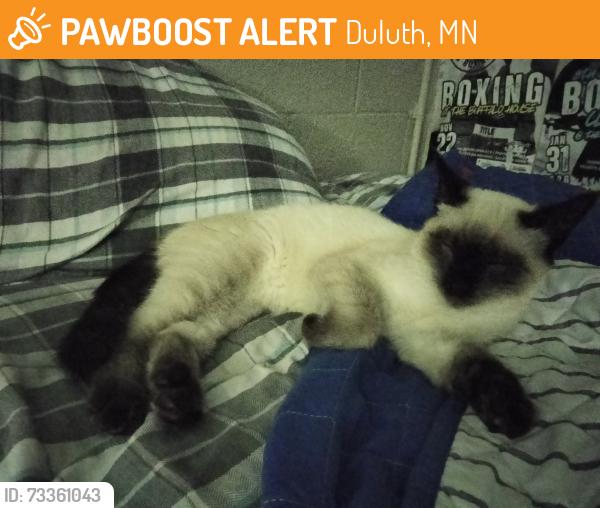 Found/Stray Female Cat last seen Winona st, Duluth, MN 55803