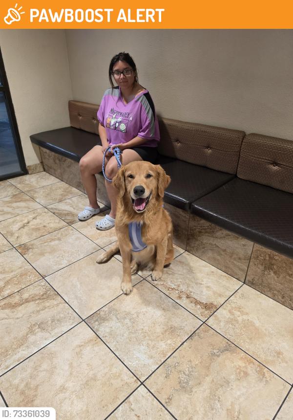 Found/Stray Male Dog last seen Giano Intermediate School, Los Angeles County, CA 91792