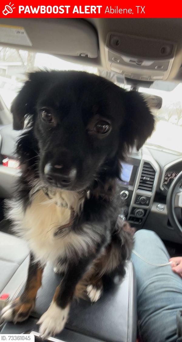 Lost Male Dog last seen AI data Center, Abilene, TX 79603