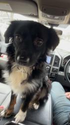 Lost Male Dog last seen AI data Center, Abilene, TX 79603