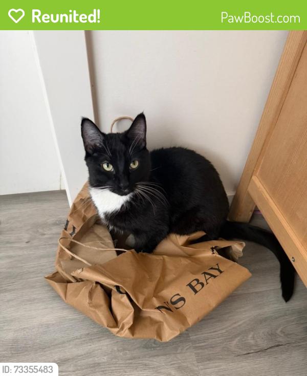 Reunited Male Cat last seen On the stairs of the last hse on the street., Edmonton, AB T6W 4W3