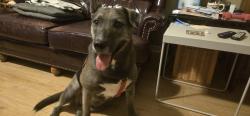 Lost Female Dog last seen Marrs and Cypress North Houston, Houston, TX 77065