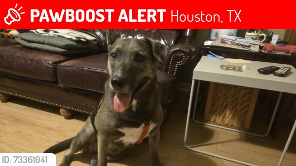 Lost Female Dog last seen Marrs and Cypress North Houston, Houston, TX 77065
