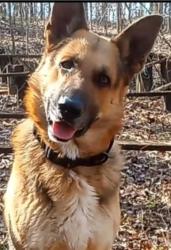 Lost Male Dog last seen Near Cooper Lake road, Mableton, GA 30126
