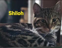Lost Male Cat last seen Dorchester Ave/Kemp St/OConnor Way, Boston, MA 02127