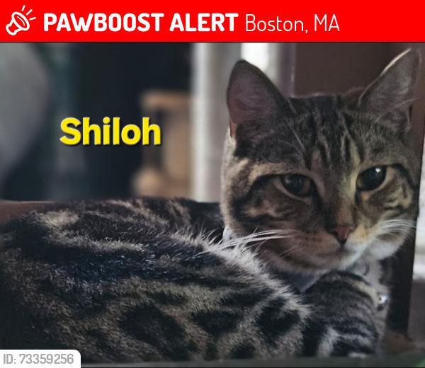 Lost Male Cat last seen Dorchester Ave/Kemp St/OConnor Way, Boston, MA 02127