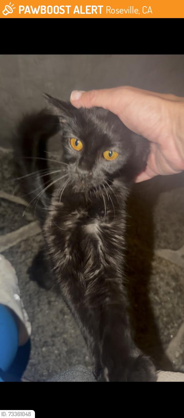 Found/Stray Unknown Cat last seen Sienna parking lot, Roseville, CA 95661