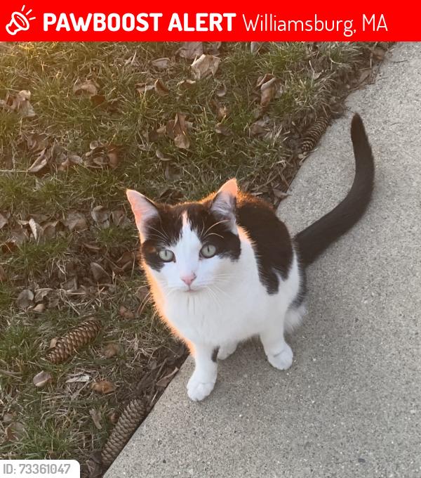 Lost Male Cat last seen North St, Williamsburg, MA 01096