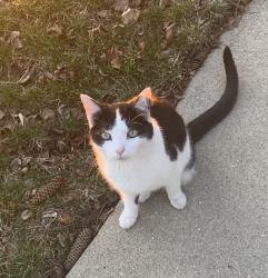 Lost Male Cat last seen North St, Williamsburg, MA 01096