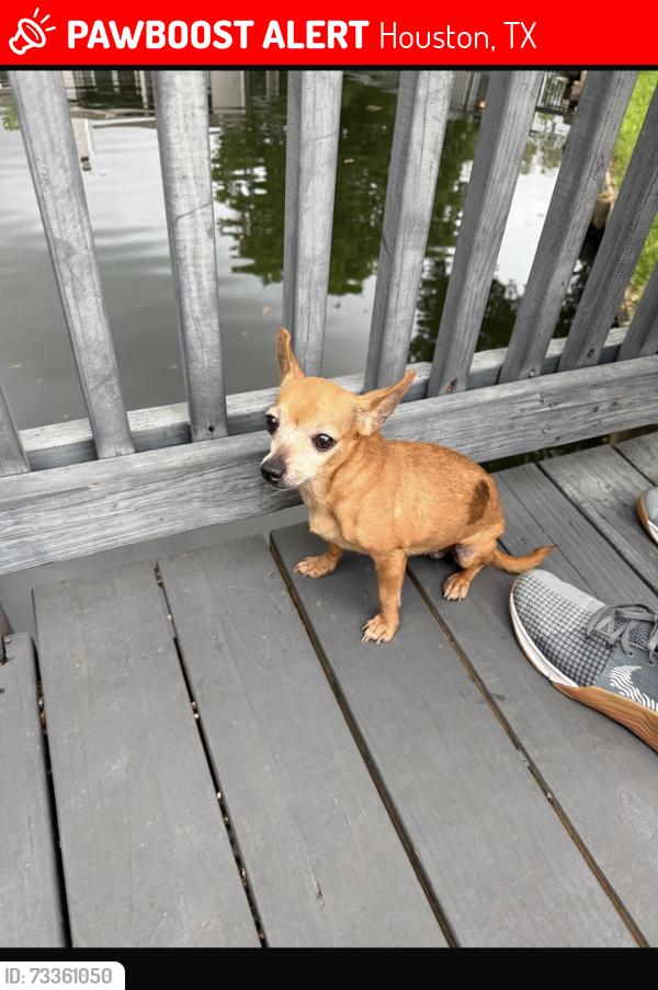 Lost Female Dog last seen Fwy 45 south y Natanael, Houston, TX 77075