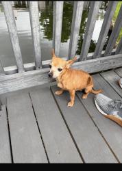 Lost Female Dog last seen Fwy 45 south y Natanael, Houston, TX 77075