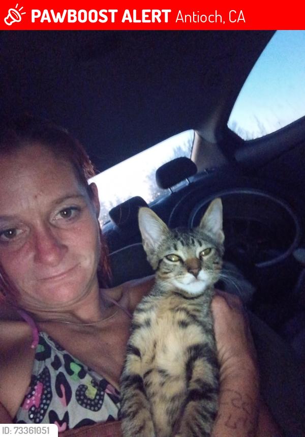 Lost Male Cat last seen At the alano club, Antioch, CA 94509