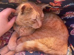 Lost Male Cat last seen W Ferguson & N Mooney, Visalia, CA 93277