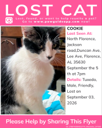 Lost Male Cat last seen Near points, Florence, AL 35632