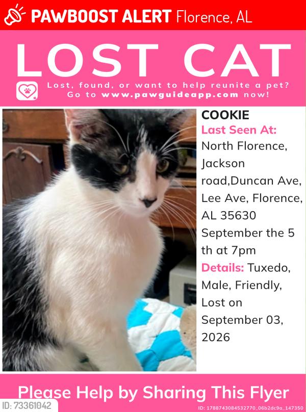 Lost Male Cat last seen Near points, Florence, AL 35632