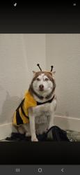 Reunited Female Dog last seen Dexter ln / gibtown rd, Poolville, TX 76487