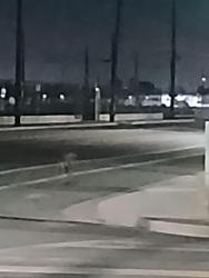 Found/Stray Unknown Dog last seen Near ming ave, Bakersfield, CA 93307