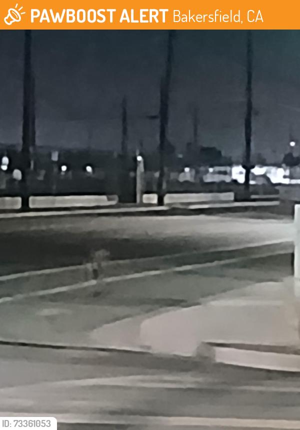 Found/Stray Unknown Dog last seen Near ming ave, Bakersfield, CA 93307