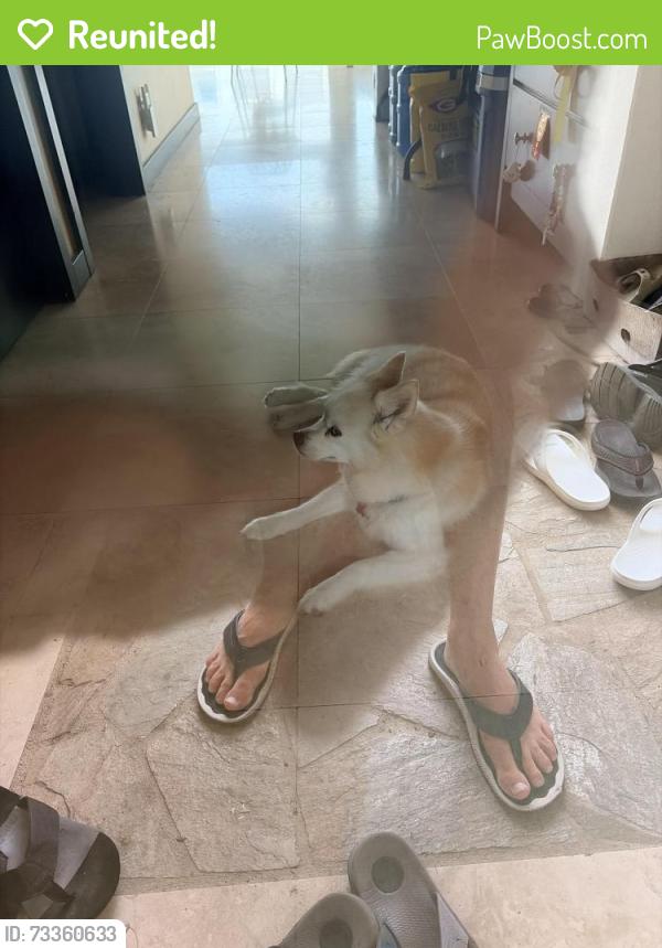 Reunited Female Dog last seen St. Louis, Honolulu, HI 96816