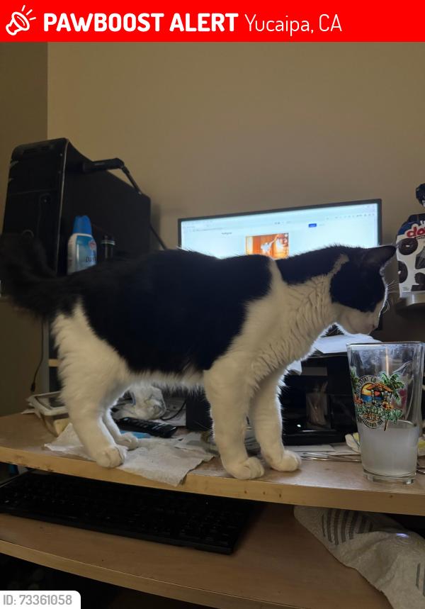 Lost Male Cat last seen Fairway dr and Callaway ct, Yucaipa, CA 92399