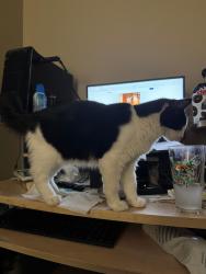 Lost Male Cat last seen Fairway dr and Callaway ct, Yucaipa, CA 92399