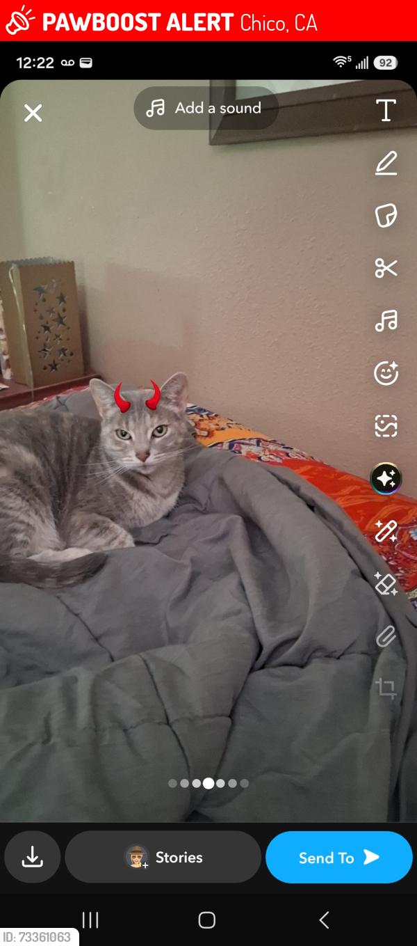 Lost Female Cat last seen Cedar st, Chico, CA 95926