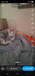 Lost Female Cat last seen Cedar st, Chico, CA 95926
