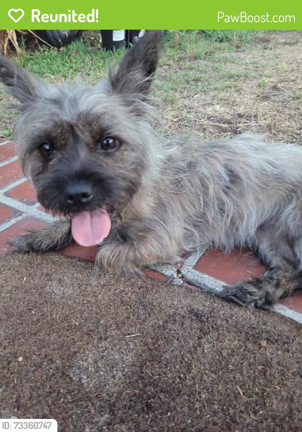 Reunited Female Dog last seen San Gabriel Blvd/ Del Mar, Pasadena, CA, Pasadena, CA 91107