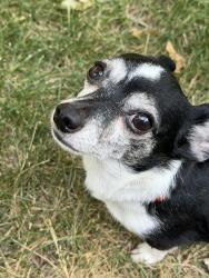 Lost Male Dog last seen Rowan street near green belt, Avimor, ID 83714