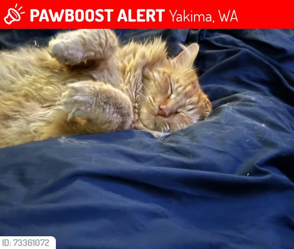 Lost Male Cat last seen Powerhouse and kern, Yakima, WA 98902