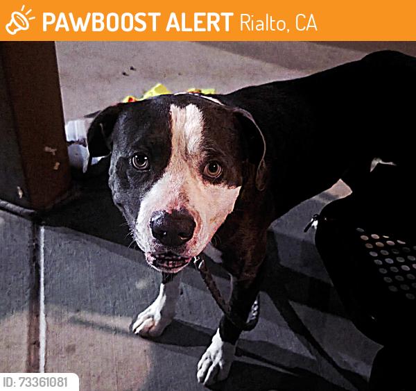 Found/Stray Male Dog last seen Frisbee park, Rialto, CA 92376