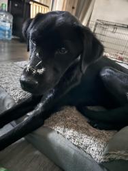 Reunited Female Dog last seen Walgreens, Newberg, OR 97132