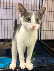 Shelter Stray Female Cat last seen N Turkey Pine Loop, Lecanto, FL, 4030 S Airport Rd, Inverness, FL 34450, USA