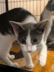 Shelter Stray Female Cat last seen Big Oaks Pt, Lecanto, FL, 4030 S Airport Rd, Inverness, FL 34450, USA