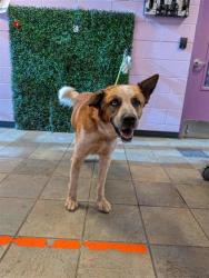 Shelter Stray Male Dog last seen Near Hueco View Dr, COUNTY of El Paso, TX, 5001 Fred Wilson Ave, El Paso, TX 79906, USA