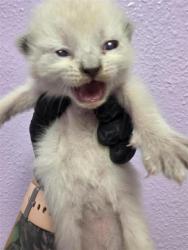 Shelter Stray Unknown Cat last seen Near MONTANA AVE, CITY of El Paso, TX, 5001 Fred Wilson Ave, El Paso, TX 79906, USA