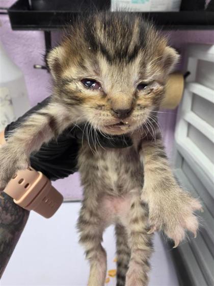 Shelter Stray Unknown Cat last seen Near MONTANA AVE, CITY of El Paso, TX, 5001 Fred Wilson Ave, El Paso, TX 79906, USA