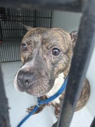 Shelter Stray Female Dog last seen Near Bobby John Rd, Atlanta, GA, 1251 Fulton Industrial Blvd NW, Atlanta, GA 30336, USA