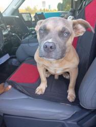 Shelter Stray Male Dog last seen Near Bethsaida Rd, Fairburn, GA, 1251 Fulton Industrial Blvd NW, Atlanta, GA 30336, USA