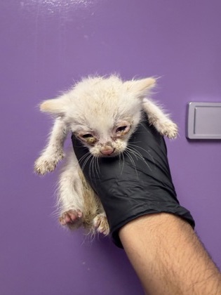 Shelter Stray Female Cat last seen Near thames, CITY of El Paso, TX, 5001 Fred Wilson Ave, El Paso, TX 79906, USA