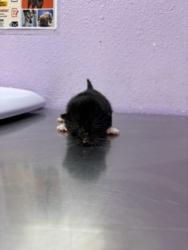 Shelter Stray Unknown Cat last seen Near delta dr, CITY of El Paso, TX, 5001 Fred Wilson Ave, El Paso, TX 79906, USA