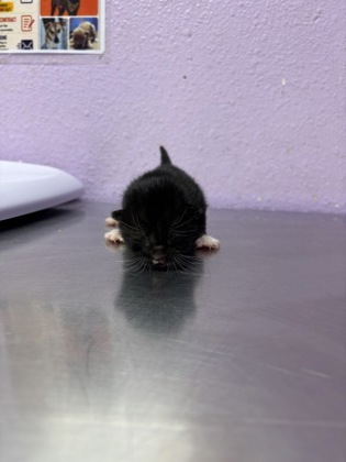 Shelter Stray Unknown Cat last seen Near delta dr, CITY of El Paso, TX, 5001 Fred Wilson Ave, El Paso, TX 79906, USA