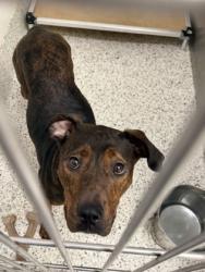 Shelter Stray Female Dog last seen Near Winkfield PT, Atlanta, GA, 1251 Fulton Industrial Blvd NW, Atlanta, GA 30336, USA