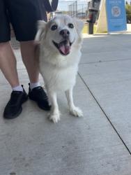 Shelter Stray Male Dog last seen Near Cheshire Bridge RD, Atlanta, GA, 1251 Fulton Industrial Blvd NW, Atlanta, GA 30336, USA