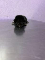 Shelter Stray Unknown Cat last seen Near delta dr, CITY of El Paso, TX, 5001 Fred Wilson Ave, El Paso, TX 79906, USA