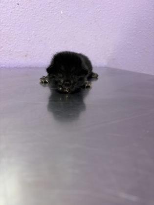 Shelter Stray Unknown Cat last seen Near delta dr, CITY of El Paso, TX, 5001 Fred Wilson Ave, El Paso, TX 79906, USA
