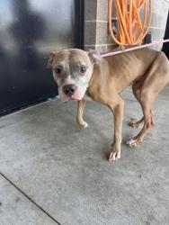 Shelter Stray Female Dog last seen Near Wilson DR SW, Atlanta, GA, 1251 Fulton Industrial Blvd NW, Atlanta, GA 30336, USA
