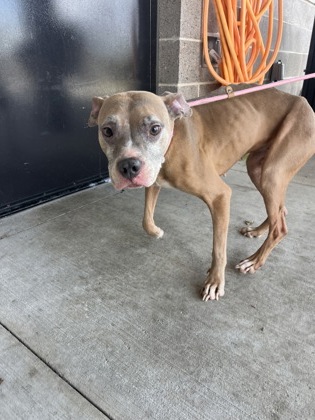 Shelter Stray Female Dog last seen Near Wilson DR SW, Atlanta, GA, 1251 Fulton Industrial Blvd NW, Atlanta, GA 30336, USA