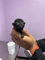 Shelter Stray Unknown Cat last seen Near Second St., COUNTY of El Paso, TX, 5001 Fred Wilson Ave, El Paso, TX 79906, USA